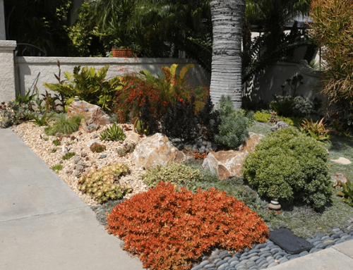 Pleasanton Lawn Conversion Rebates 2026: What Homeowners Should Know Before Removing Turf