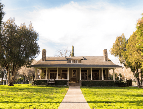 Before You Cut That Tree in Pleasanton Know the Tree Removal Rules